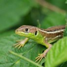 Lacerta bilineata juv.